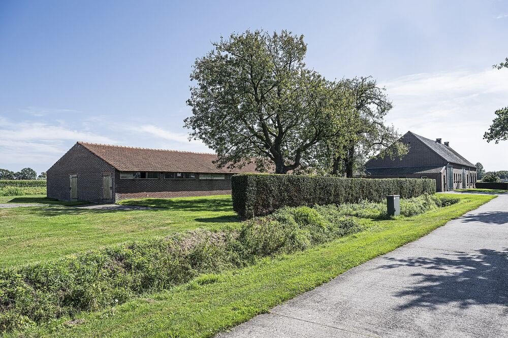 Landelijke weg bij Deurne met een oude bakstenen schuur, een beukenhaag, een grote boom en brede grasbermen onder een blauwe lucht